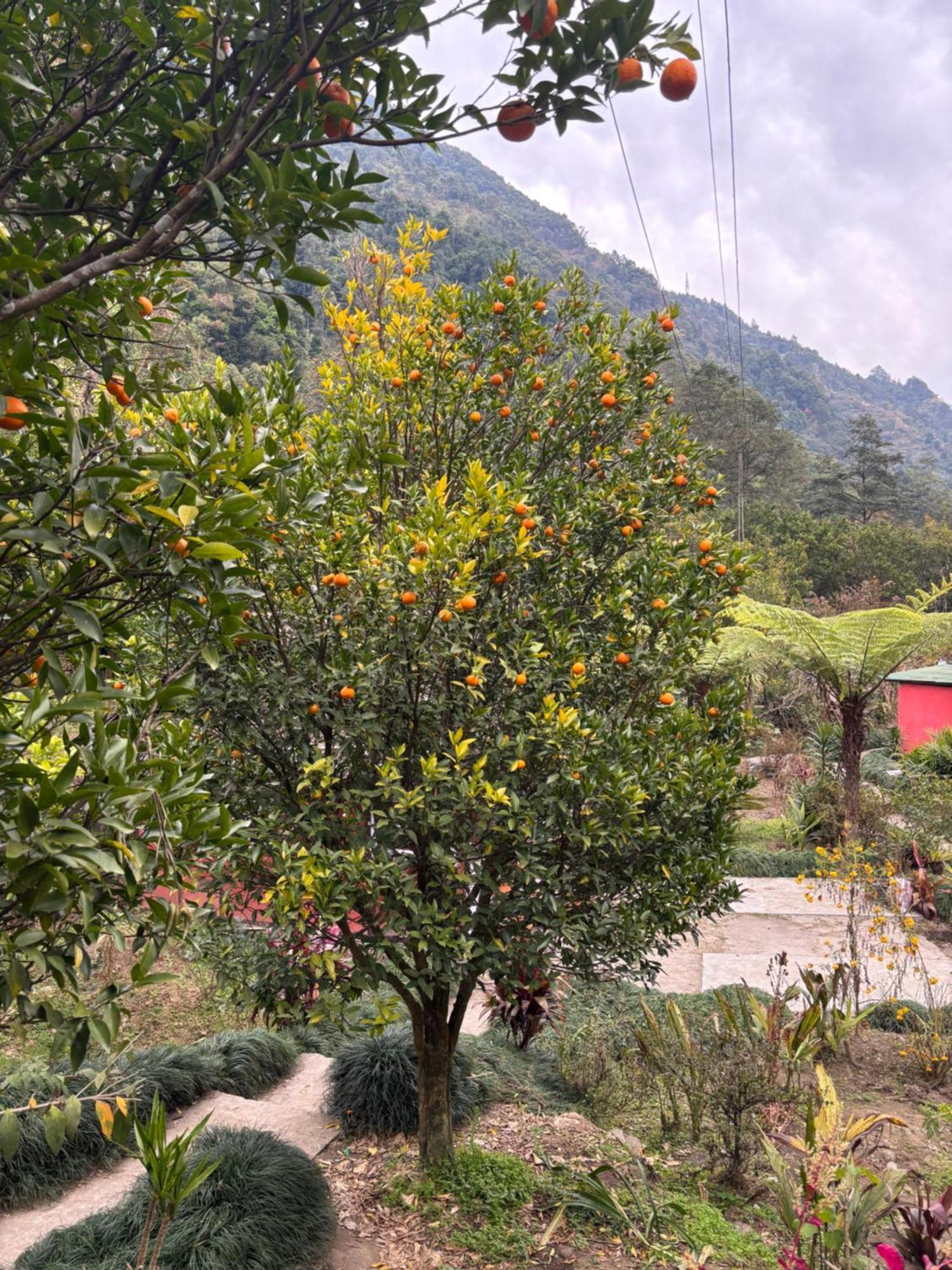 Odyssey Stays Rimbi Pelling Exterior foto